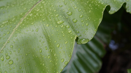 Close up of fresh Bird’s nest fern leaf with water drops