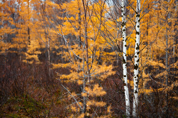 Autumn forest nature. Vivid morning in colorful forest