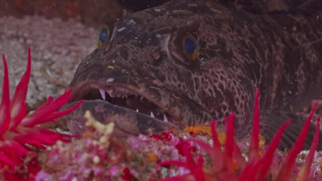 Ling cod in crevice breathing macro view.