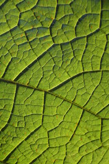 Obraz premium grünes Blatt mit Adern in Großaufnahme