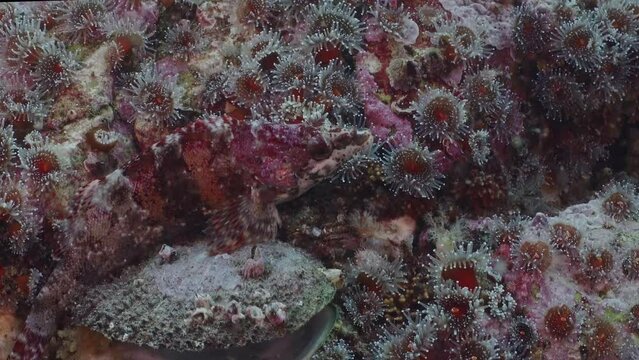 Painted greenling resting among strawberry anemones macro.