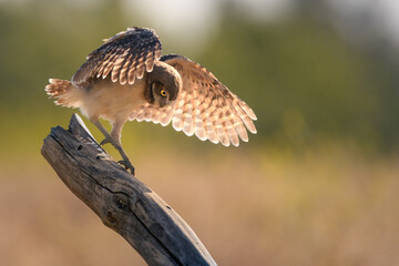 Burrowing Owlet 