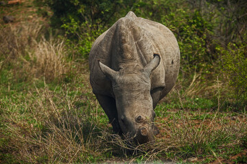 Obraz premium A dehorned White Rhino Ceratotherium simum 14780