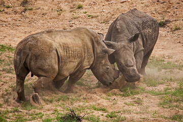 Obraz premium Dehorned White Rhino Ceratotherium simum fighting 14801