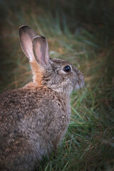 Portrait of a wild rabbit