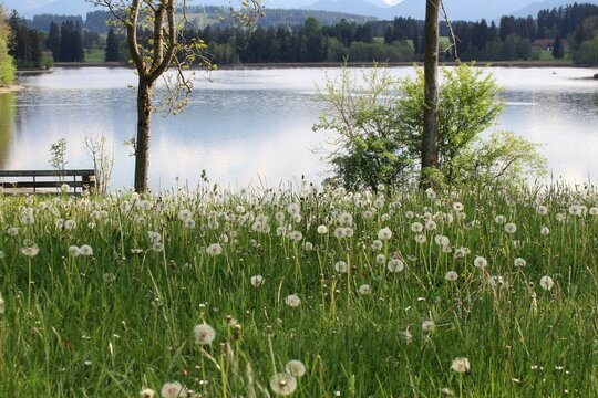 Löwenzahn (Pusteblumen) am Ufer eines Sees im Allgäu, Bayern. Links steht eine Holzbank.