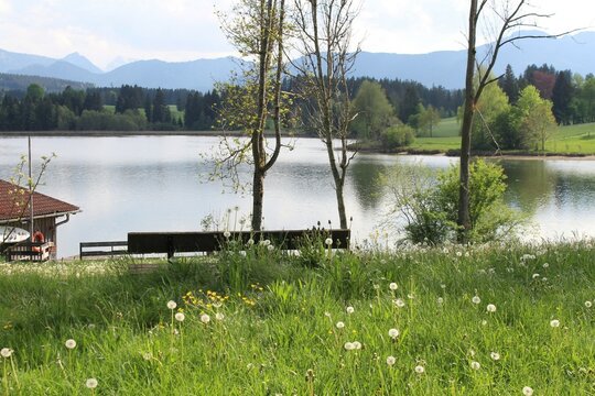 Löwenzahn (Pusteblumen) am Ufer eines Sees im Allgäu, Bayern. Links steht eine Holzbank.