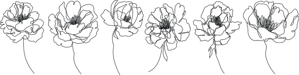 Peony flowers isolated vector illustration. Vector wildflowers for background. Abstract botanical art. Simple minimalist art set. Continuous line drawing.