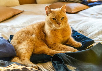 Katze