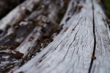 Stara kłoda drewna