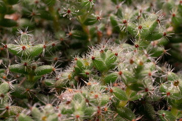 flowers, macro, plants, decoration
