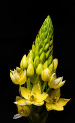 flowers, macro, plants, decoration