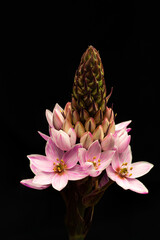 flowers, macro, plants, decoration