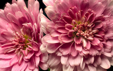 flowers, macro, plants, decoration