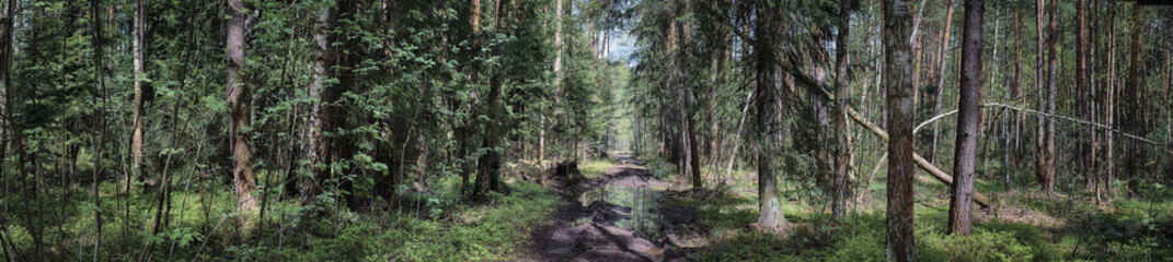 Panoramic view of a impassable road in a forest