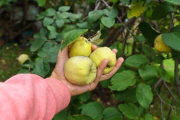 Quince grows on tree in an organic garden. Harvest concept. Vitamins, vegetarianism, fruits. Apple tree