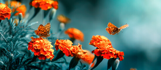 beautiful butterflies fly over flowers marigolds in the summer garden