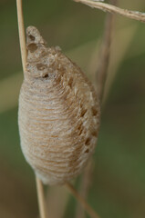 Ootheca of mantis on the grass. Langue de Barbarie National Park. Saint-Louis. Senegal.