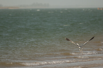 Grey heron Ardea cinerea taking flight. Senegal River. Langue de Barbarie National Park. Saint-Louis. Senegal.