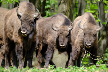 Heard of European wood bisons Wisent, Bison bonasus in the woods © Geza Farkas