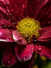 flowers, macro, plants, decoration