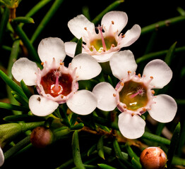 flowers, macro, plants, decoration