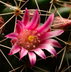 flowers, macro, plants, decoration