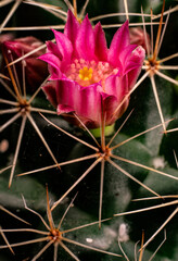 flowers, macro, plants, decoration