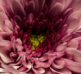 flowers, macro, plants, decoration