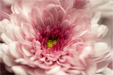 flowers, macro, plants, decoration