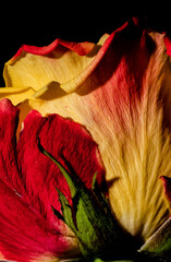flowers, macro, plants, decoration