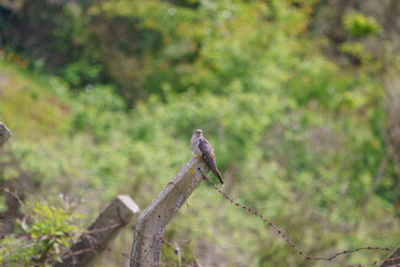 A male Common Cuckoo (Cuculus canorus) perched on a garden fence post