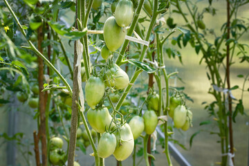 Tomato plant, unripe green tomatoes growing on vine. Green tomatoes in greenhouse close up. Growing tomatoes in greenhouse, home gardening.