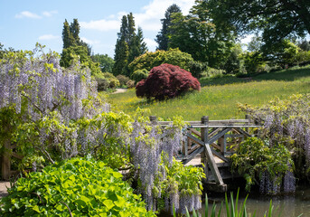 Purple flowered wisteria climbing over a bridge at RHS Wisley, flagship garden of the Royal...
