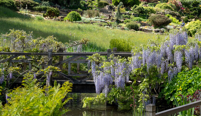 Fototapeta na wymiar Purple flowered wisteria climbing over a bridge at RHS Wisley, flagship garden of the Royal Horticultural Society, in Surrey OK.