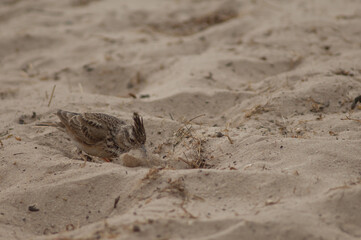 Senegal crested lark Galerida cristata senegallensis foraging in the sand. Langue de Barbarie National Park. Saint-Louis. Senegal.