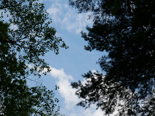 branches on a background of the blue sky in spring on a clear day - obrazy, fototapety, plakaty