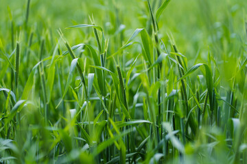 Grünes Weizenfeld bei gutem Wetter