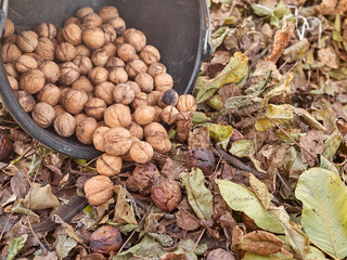 Many walnuts are partially dumped from the bucket on the ground. Harvesting nuts.