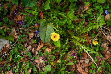 Landscape shot of a Bavarian wooded area at an altitude of 600 meters 