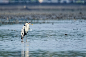 Grey Heron ardea cinerea jouyi in Fukuoka, Japan
