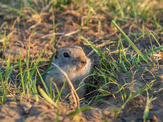 Groundhog peeks out of a hole in the lawn. Portrait, close-up.
