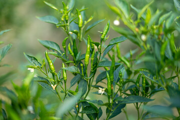 growing chili peppers. Close up