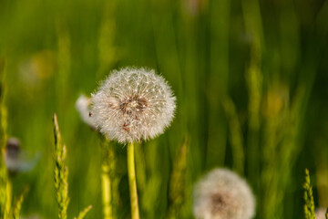 dandelion in grass at spring