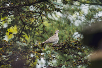 a collared dove perched on a silver fir at a spring day