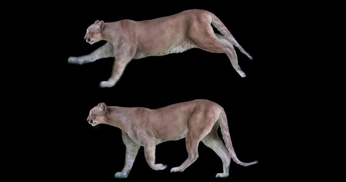 Set of cougar puma walking and running realistic animation. Isolated Mountain lion video including alpha channel allows to add background.