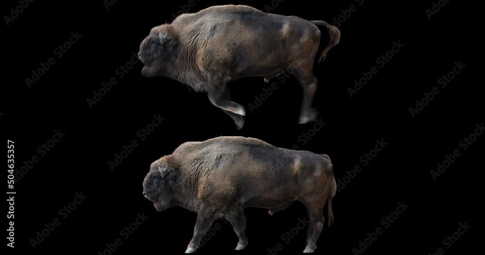 Wall mural set of european wood bison walking and running realistic animation. isolated wisent video including 