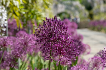 The Wisteria Walk at RHS Wisley: purple allium flowers on tall stems, growing beneath purple wisteria in a wisteria tunnel. Photographed at Wisley garden, Surrey UK