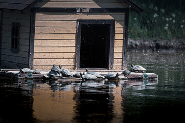 Red-eared turtles bask in the sun on a lake in the park. Adult turtles and baby turtles. Photo...