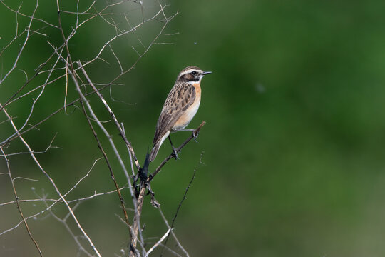 Winchat male in Hungary.